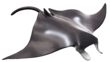 Mojo Animals: Manta Ray