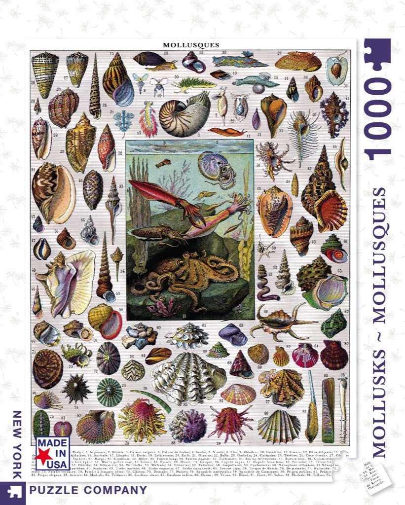 Mollusks (1000 pc puzzle)