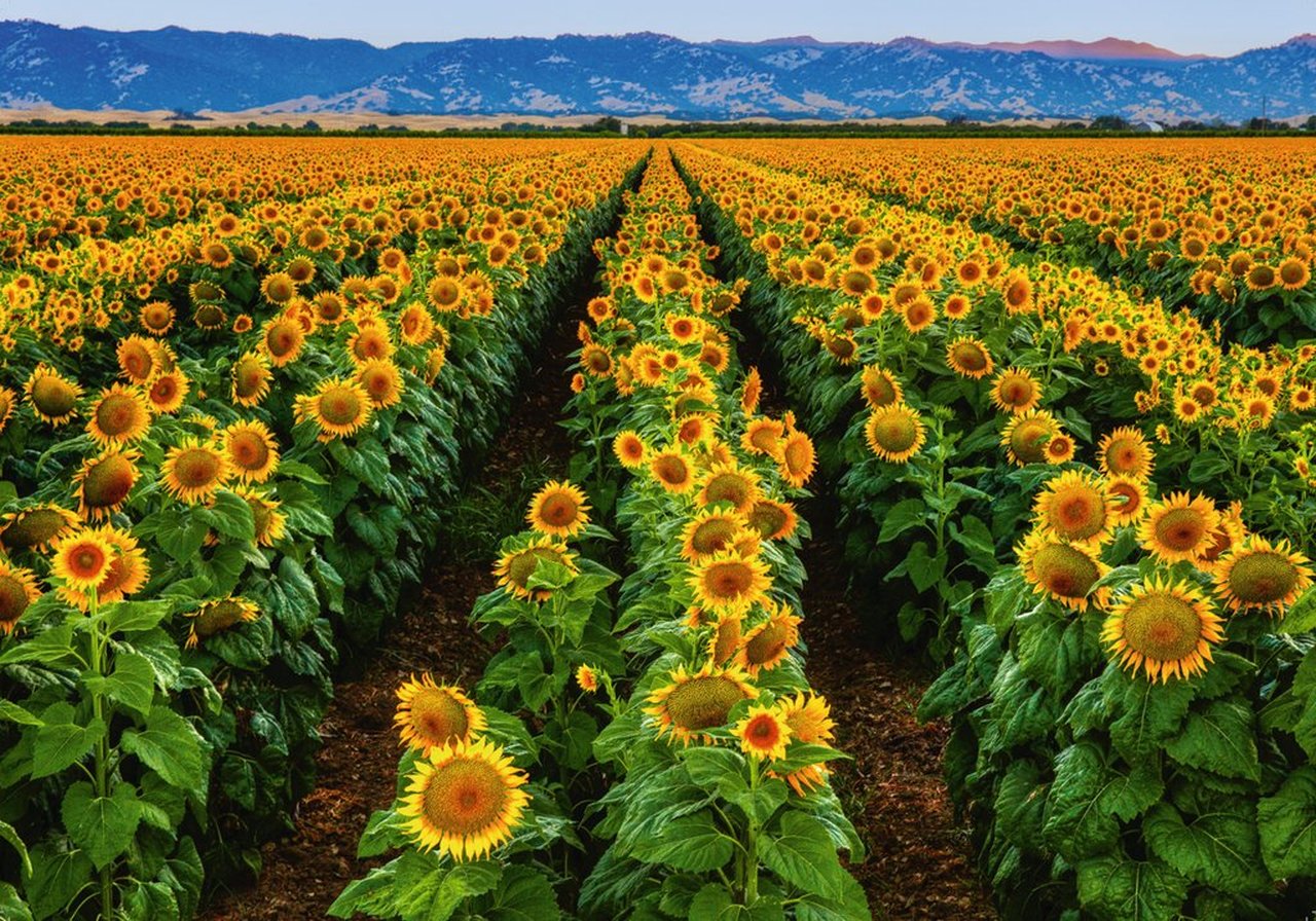 Fields of Gold (1000 pc puzzle)