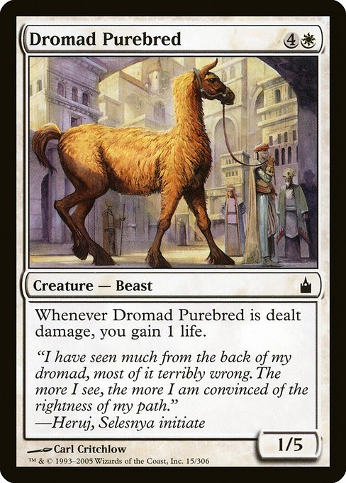 RAV: Dromad Purebred