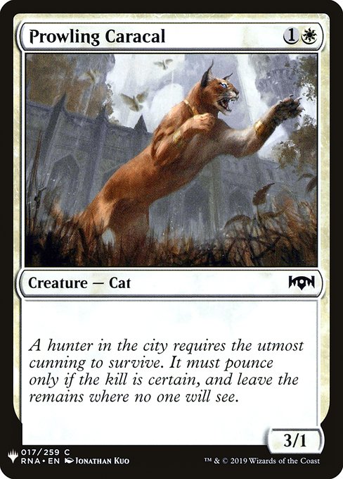 PLST: Prowling Caracal
