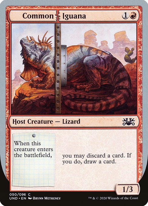 UND: Common Iguana