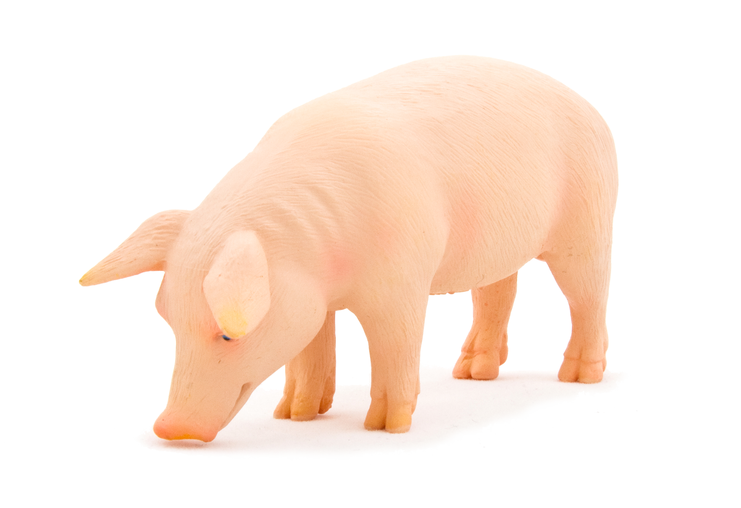 Mojo Animals: Pig (Boar)