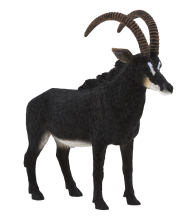 Mojo Animals: Giant Sable Antelope
