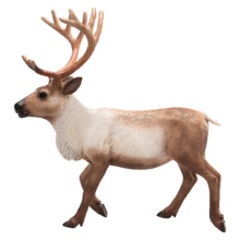 Mojo Animals: Reindeer