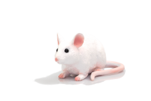 Mojo Animals: Mouse