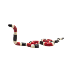 Mojo Animals: Coral Snake