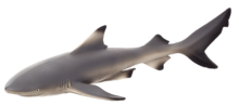 Mojo Animals: Black Tip Reef Shark