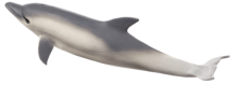 Mojo Animals: Common Dolphin