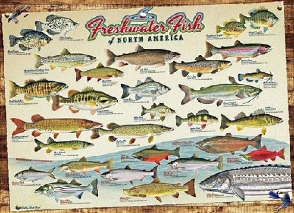 Freshwater Fish of North America (1000 pc puzzle)