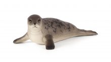 Mojo Animals: Grey Seal
