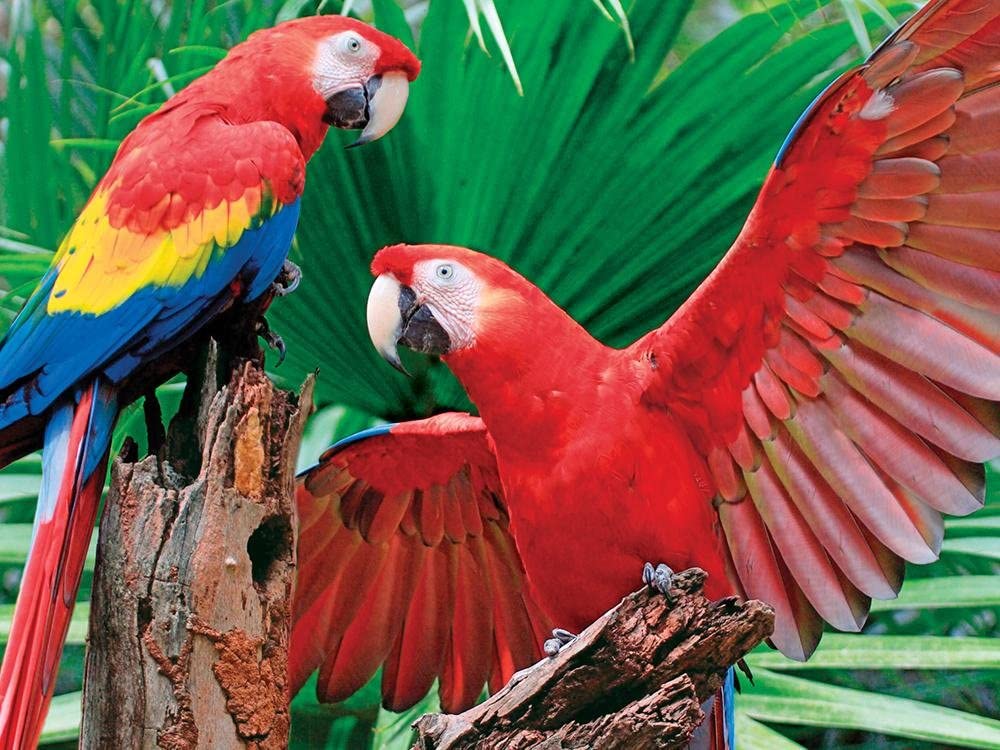 Scarlet Macaw (400 pc puzzle)
