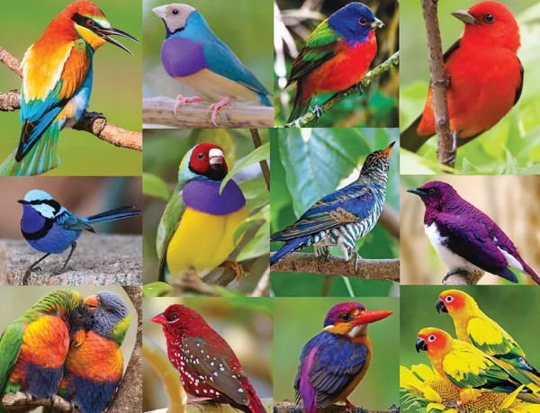 Birds of Paradise (500 pc puzzle)