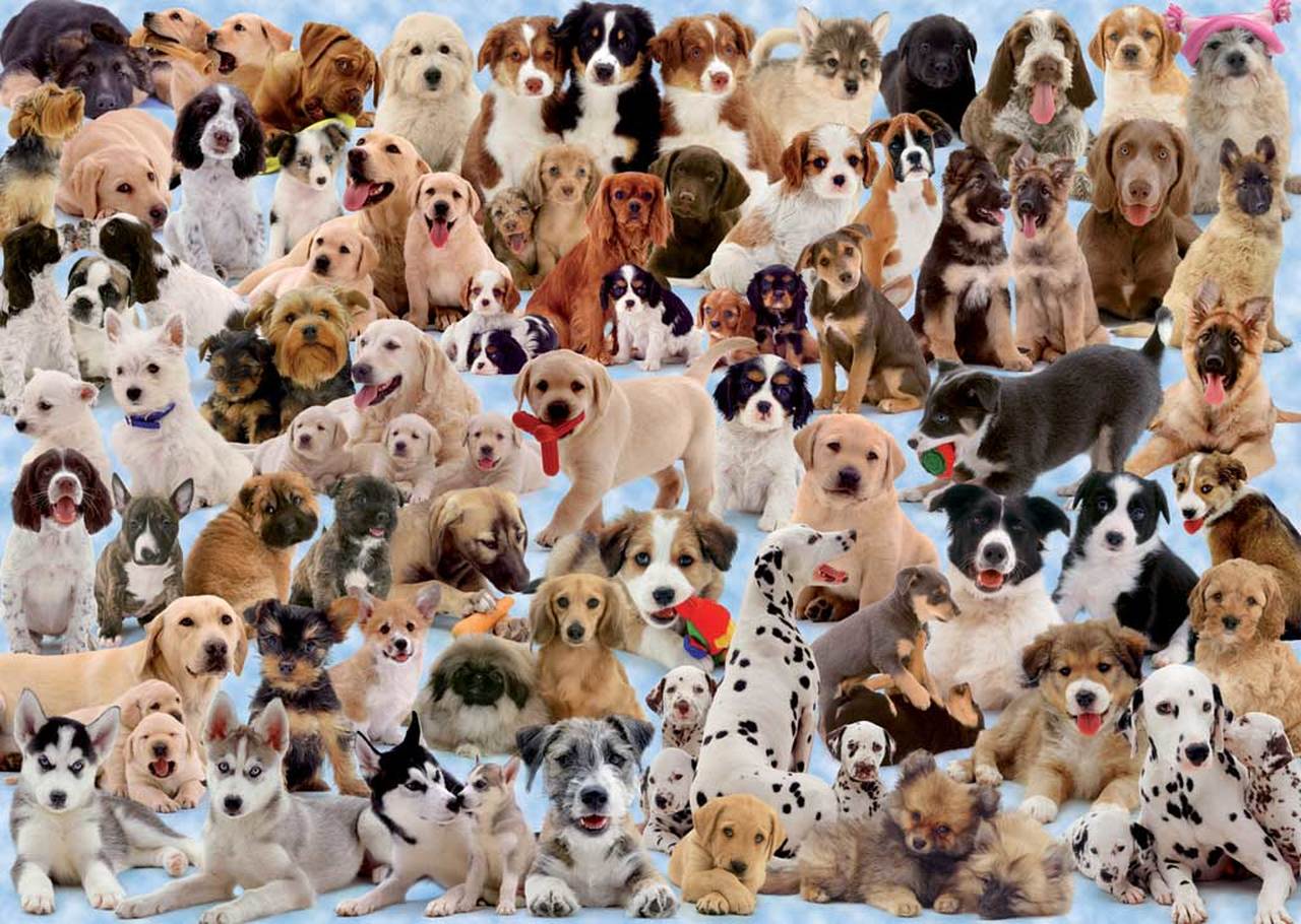 Dogs Galore! (1000 pc puzzle)